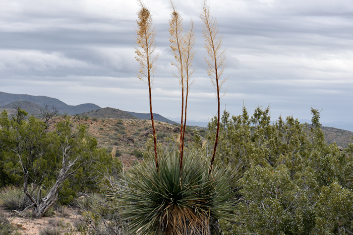 Bigelow's Beargrass prefers rocky hillsides, ridges and canyons in the southwest United States. Bigelow’s Beargrass has been used for food and for material for baskets by southwestern America indigenous peoples. Nolina bigelovii 